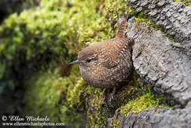 Winter Wren