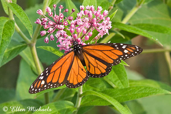 Monarch Butterfly