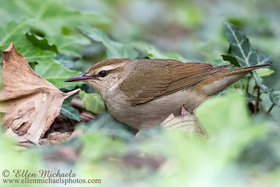 Swainson's Warbler