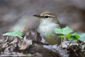 Swainson's Warbler