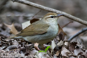 Swainson's Warbler