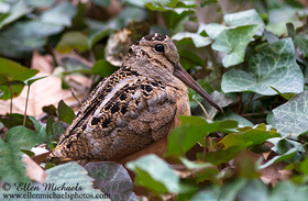 American Woodcock