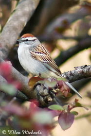 Chipping Sparrow