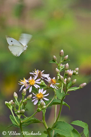 Cabbage White - Pieris rapae