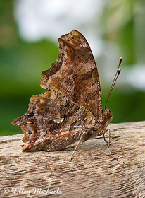 Eastern Comma -  Polygonia comma