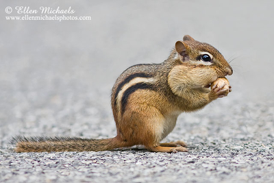 Eastern Chipmunk