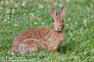 Eastern Cottontail