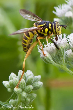 Eastern Hornet Fly - Spilomyia longicornis