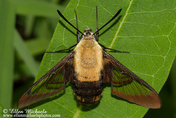 Snowberry Clearwing - Hemaris diffinis