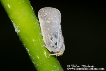 Citrus Flatid Planthopper - Metcalfa pruinosa