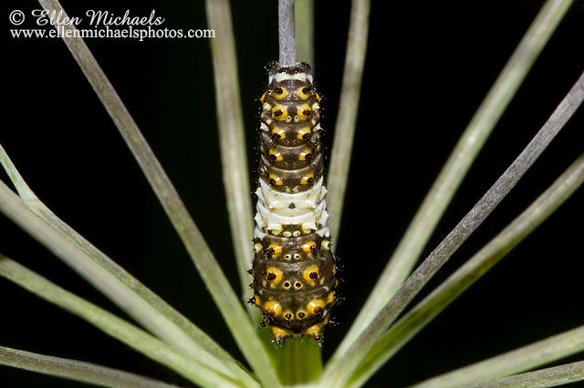 Black Swallowtail Caterpillar - Papilio polyxenes