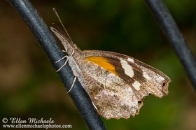 American Snout - Libytheana carinenta