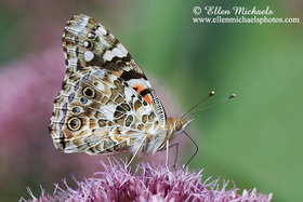 Painted Lady - Vanessa cardui