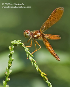 Eastern Amberwing - Perithemis tenera