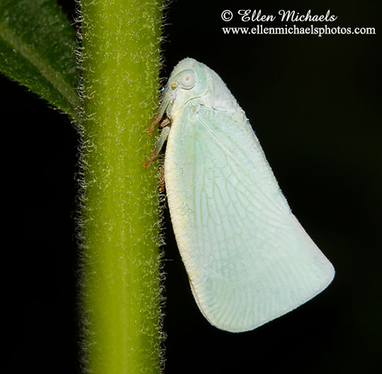 Northern Flatid Planthopper - Flatormenis proxima