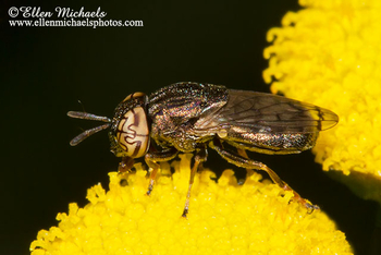 Wavy Mucksucker - Orthonevra nitida