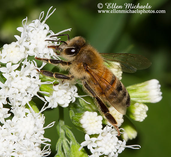 Honey Bee - Mellifera
