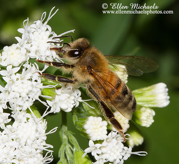 Honey Bee - Mellifera
