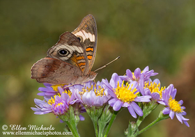 Common Buckeye -  Junonia coenia