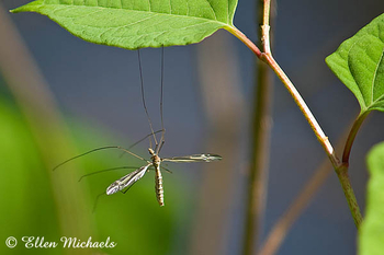 Crane Fly - Tipula furca