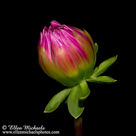 Dahlia Bud - Asteraceae