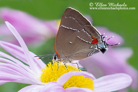 White M Hairstreak - Parrhasius m-album