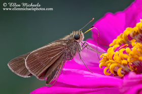 Ocola Skipper - Panoquina ocola