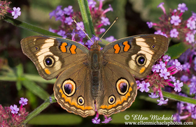 Common Buckeye - Junonia coenia