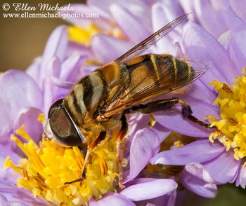 Syrphid Fly - Palpada vinetorum