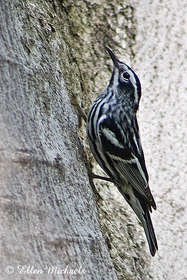Black-and-white Warbler