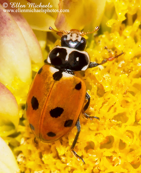 Variegated Lady Beetle - Hippodamia variegata