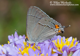 Gray Hairstreak Butterfly - Strymon melinus