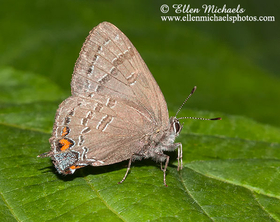 Banded Hairstreak - Satyrium calanus
