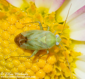 Broken-backed Bug - Taylorilygus apicalis