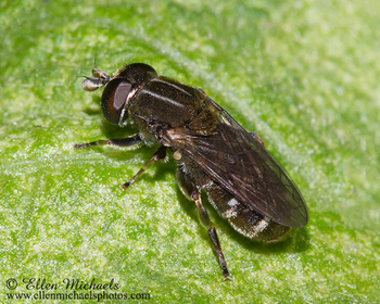Syrphid Fly - Eumerus