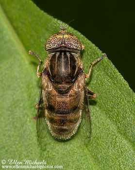 Common Lagoon Fly - Eristalinus aeneus