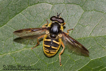 Oblique-banded Pond Fly - Sericomyia chrysotoxoides