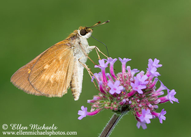 Broad-winged Skipper - Poanes viator