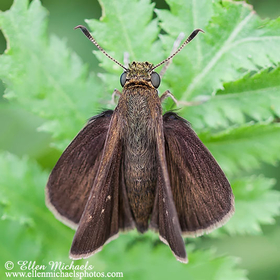 Dun Skipper - Euphyes vestris