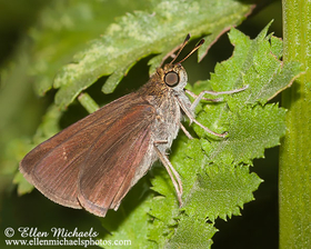 Dun Skipper - Euphyes vestris