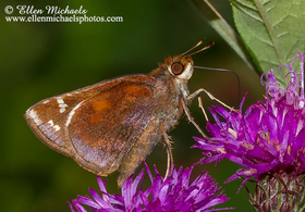 Zabulon Skipper - Poanes zabulon
