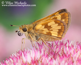 Peck's Skipper - Polites peckius