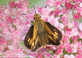Peck's Skipper - Polites peckius