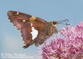 Silver-spotted Skipper - Epargyreus clarus
