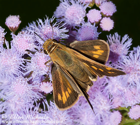 Peck's Skipper -  Polites peckius