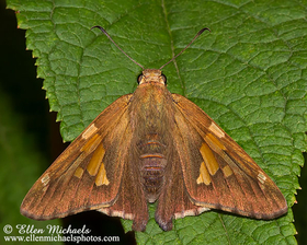 Silver-spotted Skipper - Epargyreus clarus