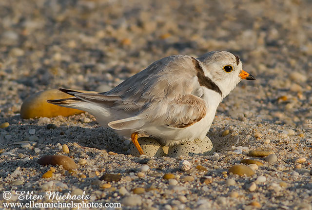 Piping Plover