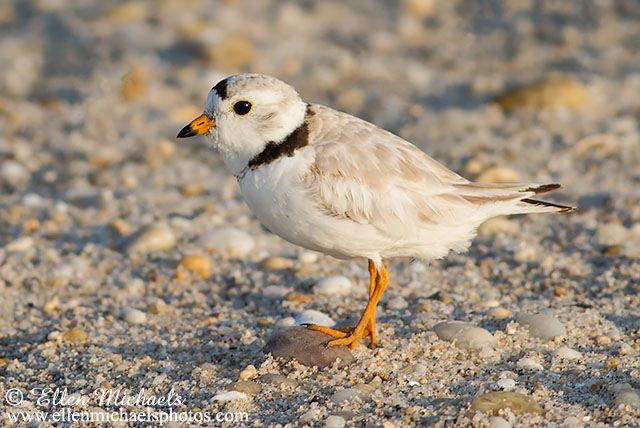 Piping Plover
