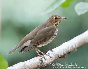 Swainson's Thrush