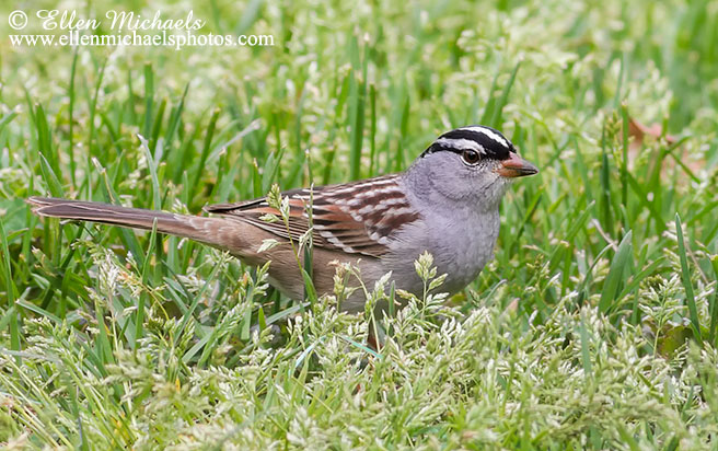 White-crowned Sparrow